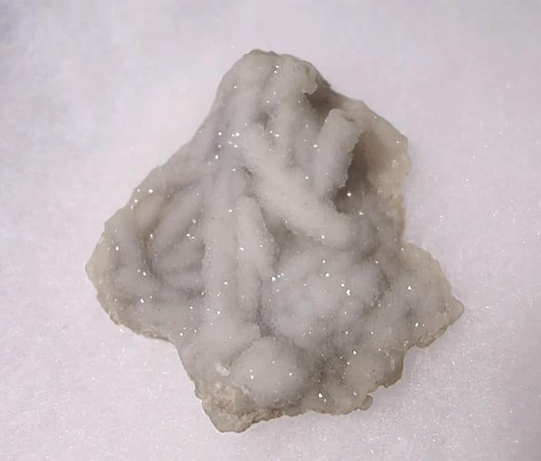 white fossilized coral